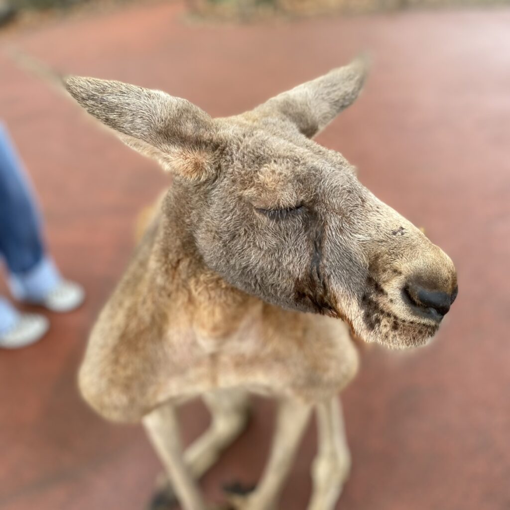 地元の動物園