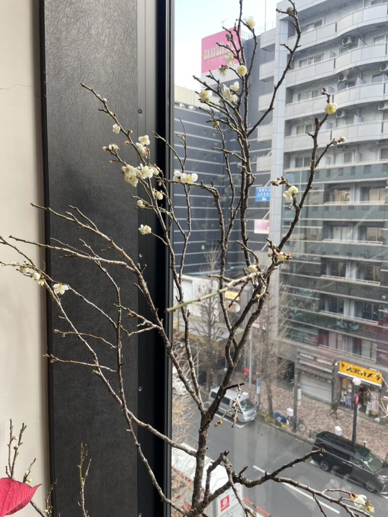 お客様からいただいた「梅の花」