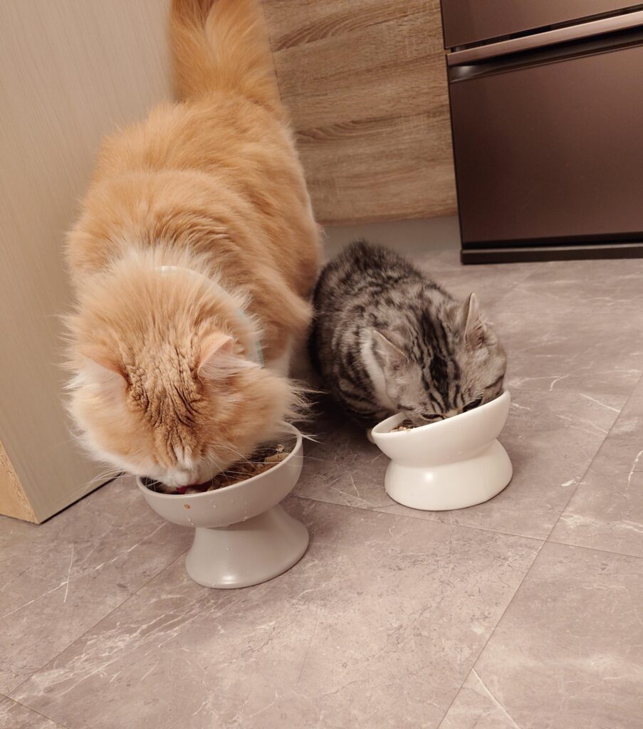 早食い大会