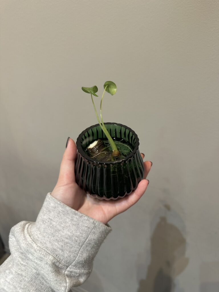 植物も新芽の季節