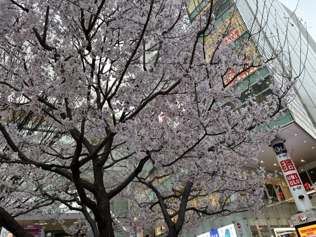 桜の季節