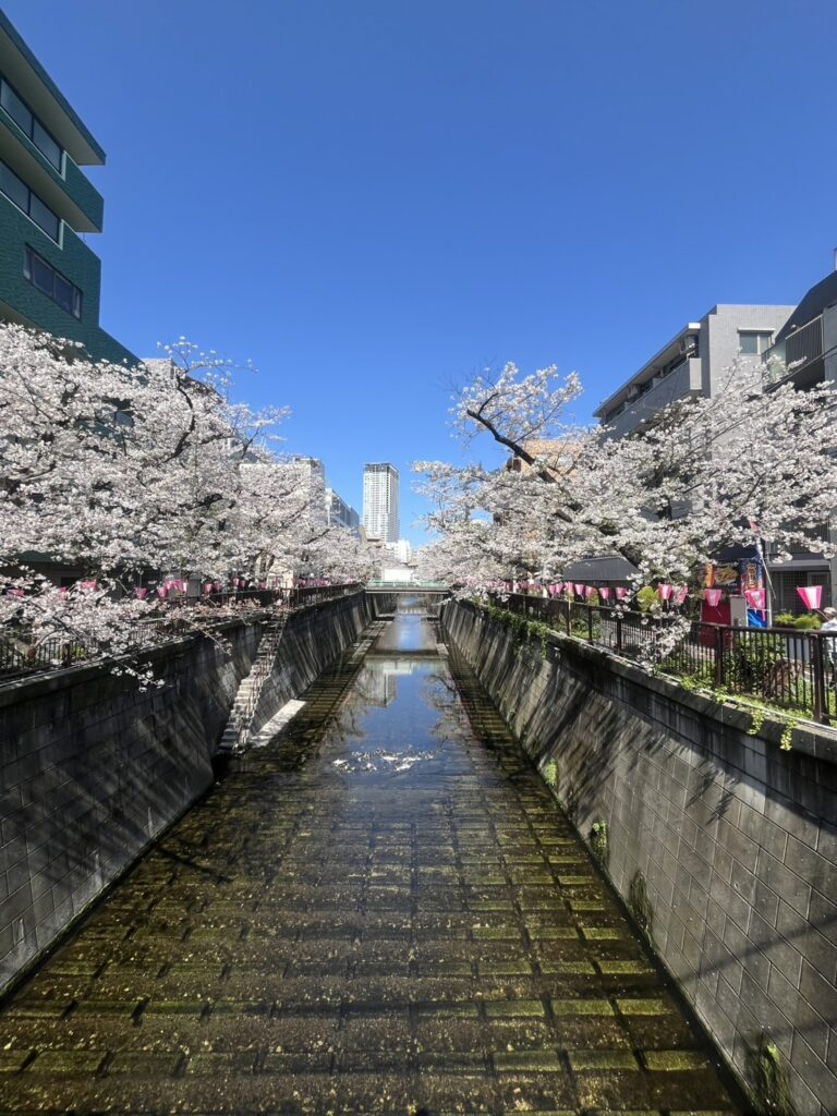 桜並木
